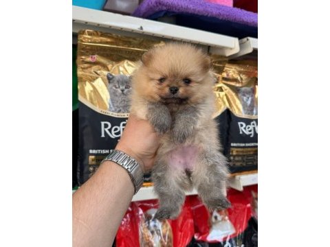 Pomeranian bebekleri