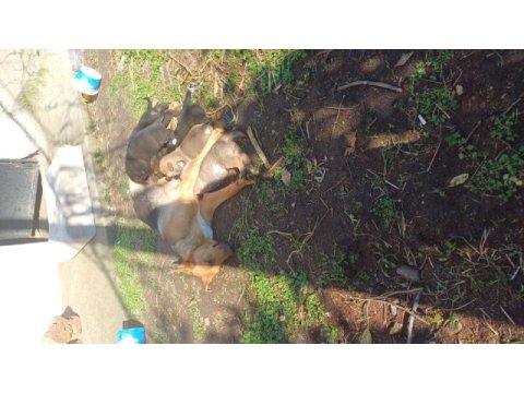 Yavrular kangal ve kurt tarzı köpeğin yavrularıdır
