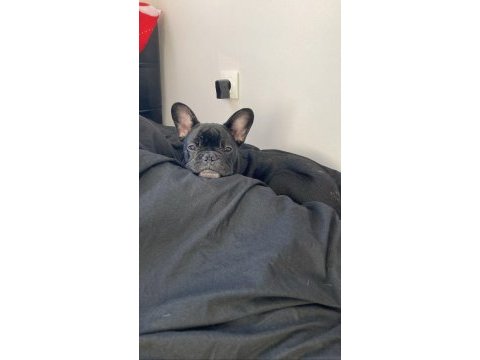 French bulldog 6 aylık erkek