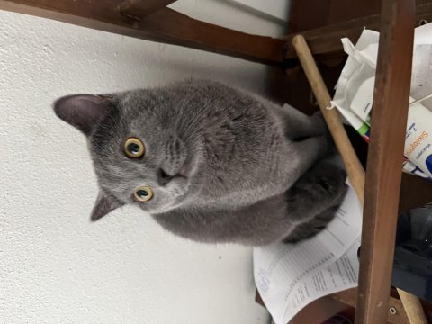 British shorthair çiftleştirme