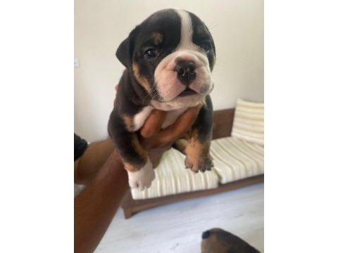 Exotic ingiliz bulldog yavrularımız