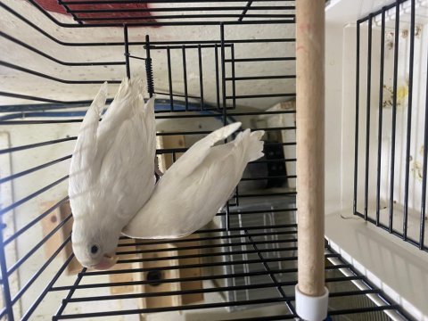2 takım albino papağanımız kusursuz takım güvenli gönderim