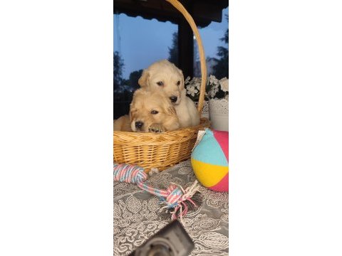 Baby face golden retriever bebekler