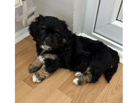 2 aylık dişi (anne=griffon - baba=maltese)