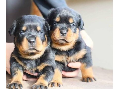 Safkan rottweiler bebekler köpek çiftliğinden