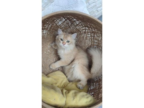 British longhair golden erkek yavru