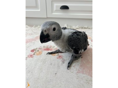 Çok tatlı değilmi? jako papağanı tam alıştırmalık