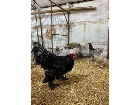 Black blue brahma kuluçkalık yumurta & civciv
