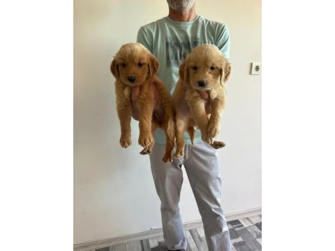 Orijinal golden retriever yavruları