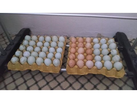 Ataks lohman brown mavi yumurta yapan tavuk ve civciv