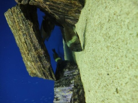 Masva yavru tropheus