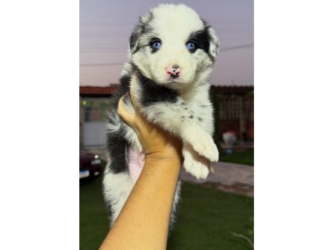 Ev ortamında yetiştirilmiş border collie yavrularımız