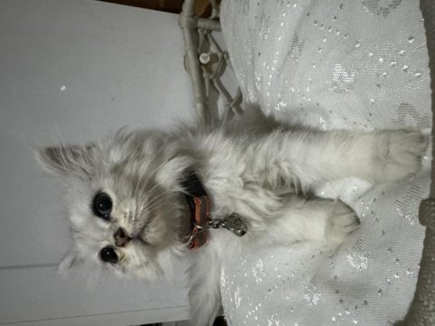 2 aylık yavru british longhair bebekler