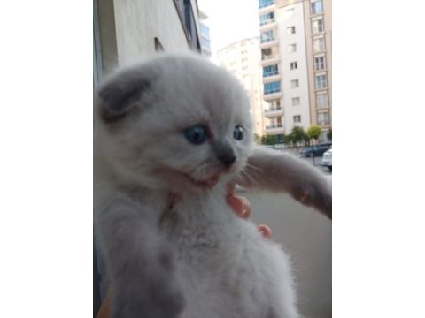 Ücretli melez kedimiz