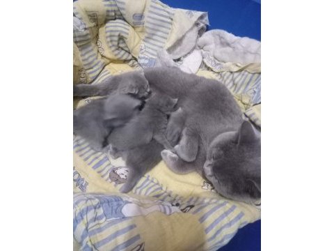 Safkan kaliteli scottish fold bebeklerin adresi