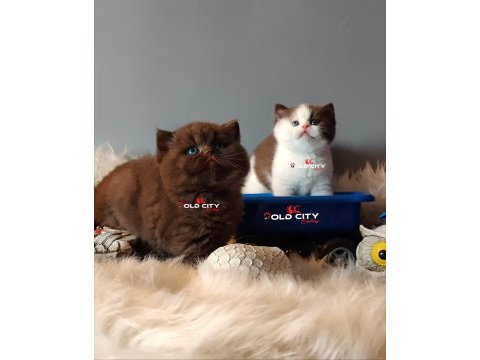 Kralın dönüşü safkan british teddy