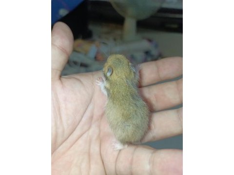Özel tür hamster (evcil)