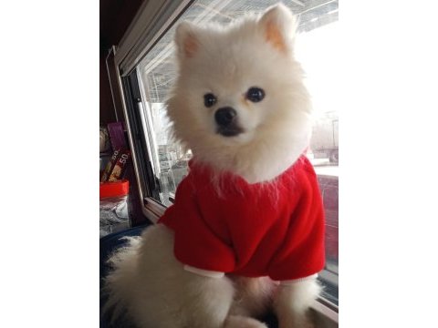 Pomeranian boo erkek karnesi var