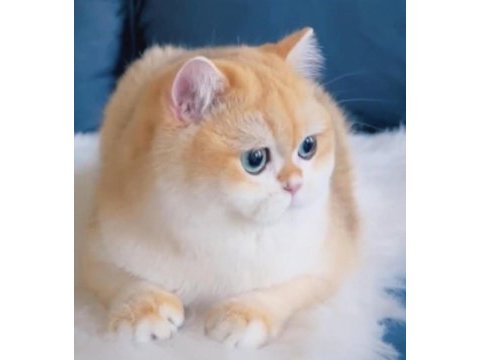 Safkan british shorthair yavrular
