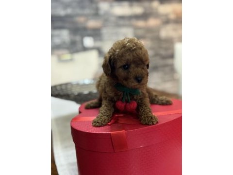 Toy poodle yavrusu tarçın rengi ve 2 kilo kalıyor