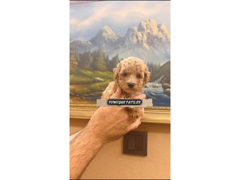 Toy poodle dişi ve erkek