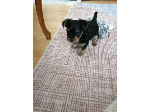 Yorkshire terrier 7 haftalık bebek