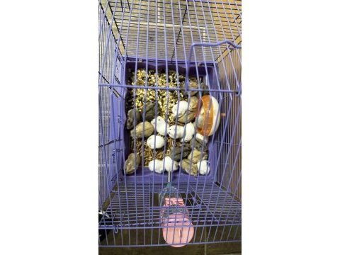 Gonzales hamster tüm renkler mevcut sağlıklı