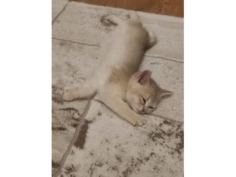 Ödüllü british shorthair yavru
