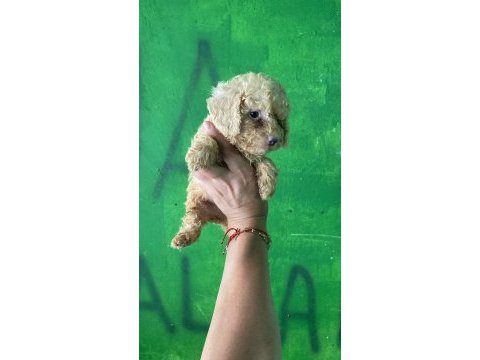 Orijinal toy poodle yavrularım