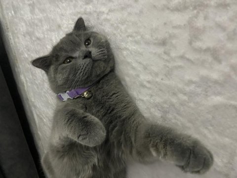 1 yaşında aşıları tam dişi british shorthair