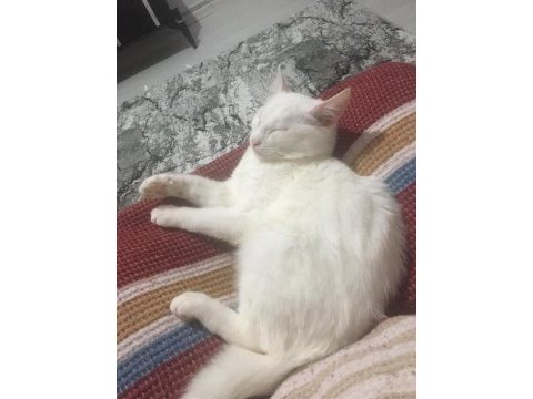 Minik kızımız için yuva arıyoruz