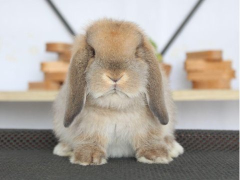 Mini lop otter tavşan