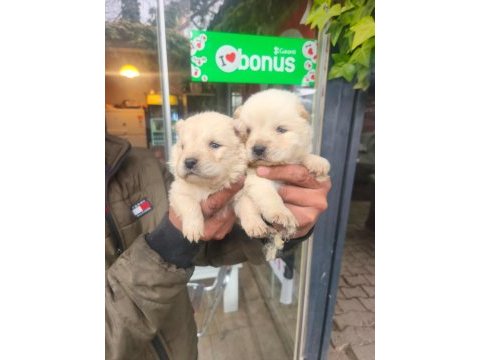 Yavru chow chow