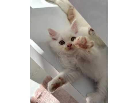 British longhair yavrular