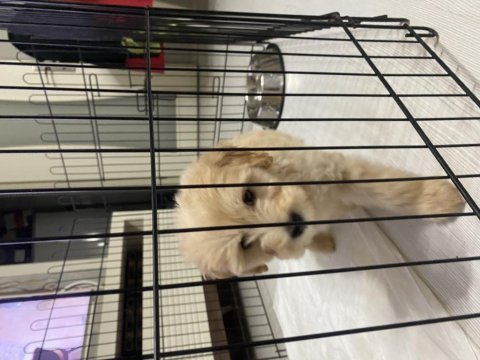 Orihinal maltipoo