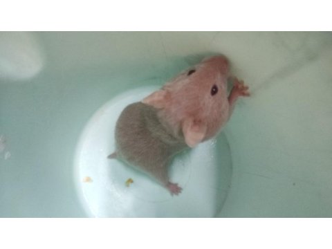 Syrian hamster son iki yavrumuz