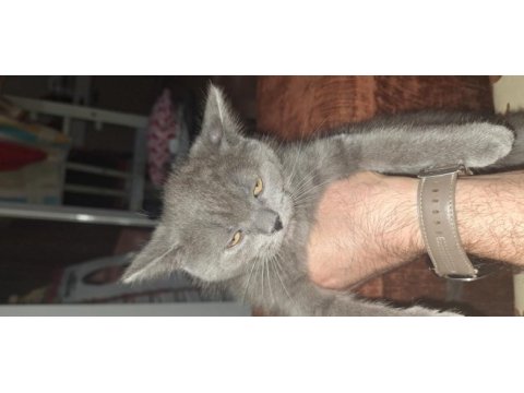 Safkan british shorthair yavrular