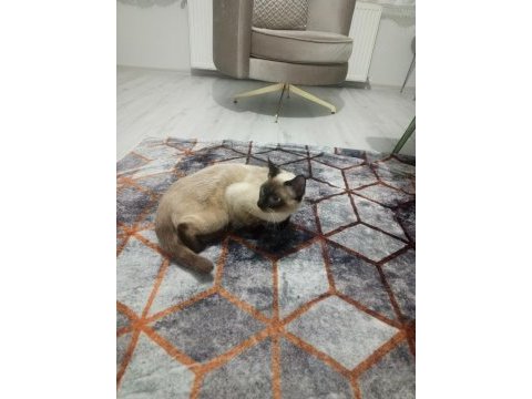 10 aylık erkek siyam kedisi
