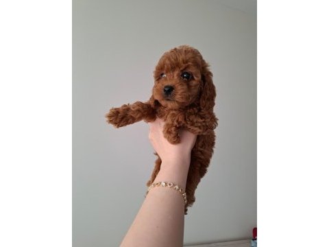 Fırsat yavruları evde büyüyen toy poodle bebekler