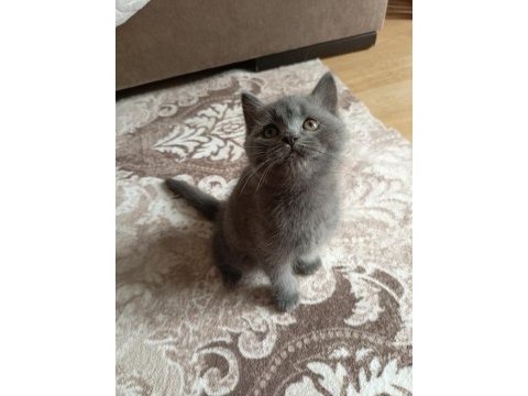 Exotic shorthair yavru