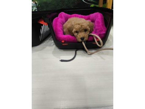 3.5 aylık safkan toy poodle