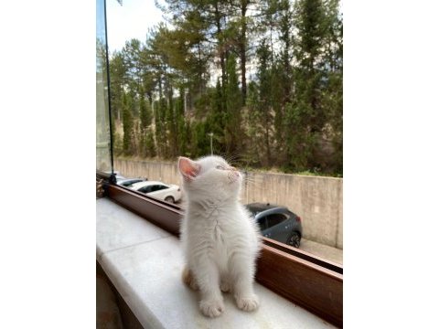 British shorthair red point