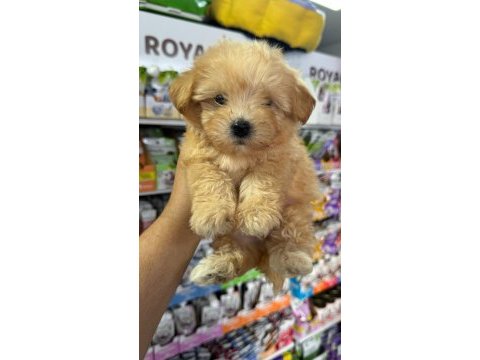 Mini boy maltipoo yavrularımız