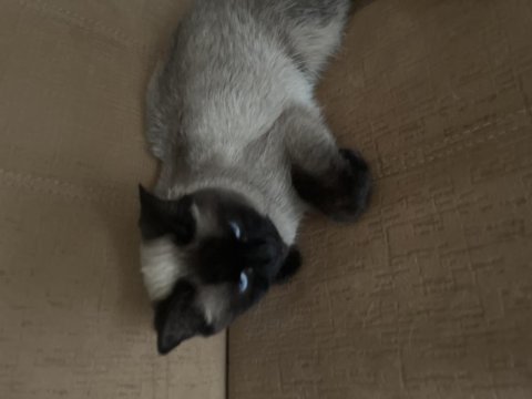 Aşırı oyuncu siyam kedisi kısırlaştırma şart