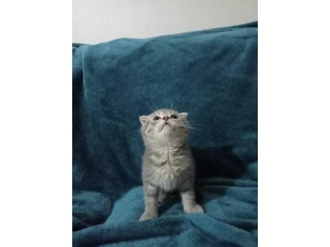 2 aylık kırık kulak scottish fold