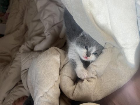 Anne baba safkan kediler bicolor ve düz renk kediler