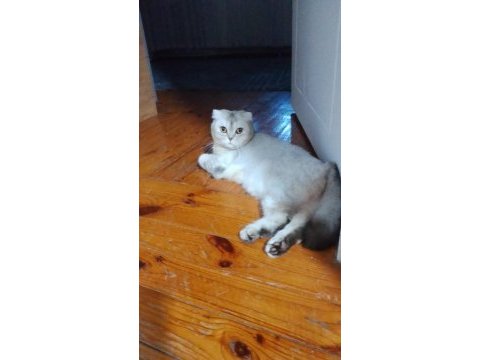 Scottish fold 1.5 yaşında