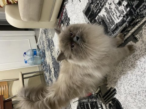 Bütün aşıları yapılı temiz ev kedisi