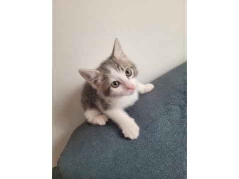 Tonkuş yavru kediler