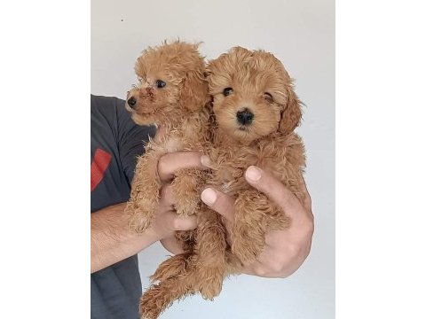 Poodle ayarı maltipoo yavrularımız